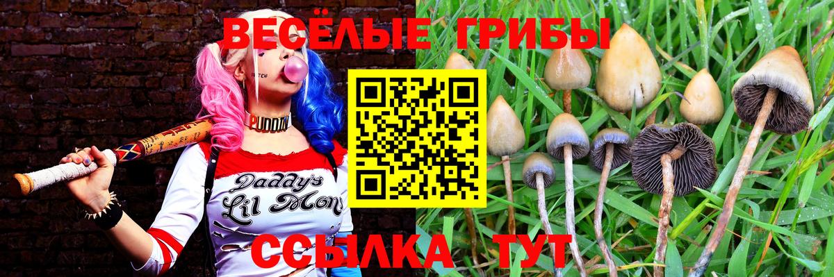 Славгород  Галлюциногенные грибы Cubensis  Вход с VPN 